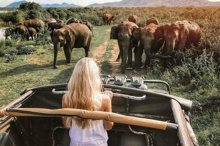 Group of Elephants at Udawalawe.